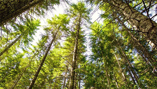 Des gestionnaires de placements institutionnels canadiens concluent une entente d’affiliation entre TimberWest Forest Corporation et Island Timberlands Limited Partnership